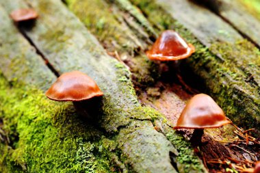 Ağaçta yetişen kahverengi mantarlar. Dekoratif desen.