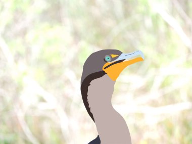 Florida Everglades Milli Parkı Karabatak Detaylı Vektör Tasarımı - Naturalistic arka plan