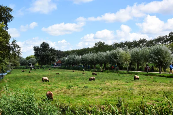 Molinos Viento Zaanse Schans Zaandem Holanda — Foto de Stock