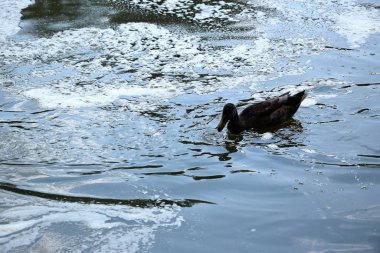 Avrupa'da bir gölette yüzme ördekleri besleme