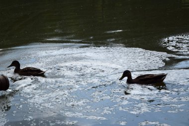Avrupa'da bir gölette yüzme ördekleri besleme