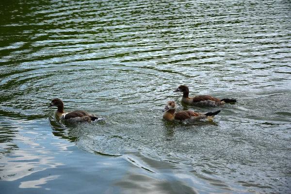 Feeding Duck Her Ducklings Pond Europe — Stock Photo, Image