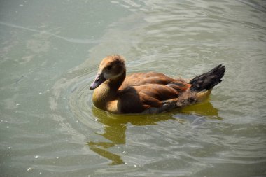 Avrupa'da bir gölette ördek besleme