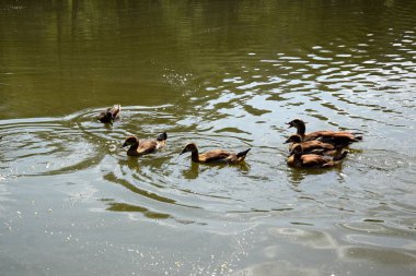 Bir Duck ve Onu Ducklings Avrupa'da Bir Gölet üzerinde Besleme