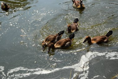 Bir Duck ve Onu Ducklings Avrupa'da Bir Gölet üzerinde Besleme
