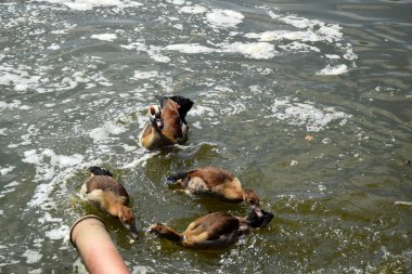 Bir Duck ve Onu Ducklings Avrupa'da Bir Gölet üzerinde Besleme