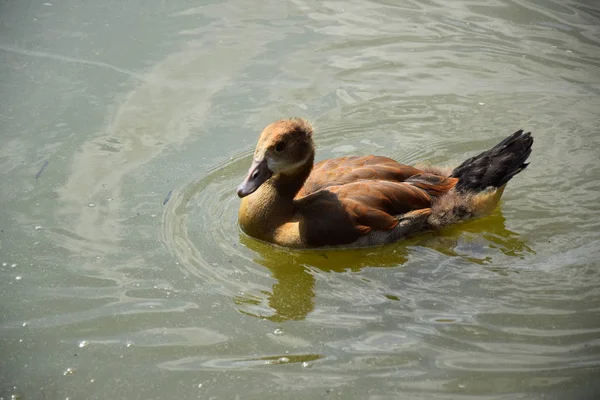 Alimentar Pato Estanque Europa —  Fotos de Stock