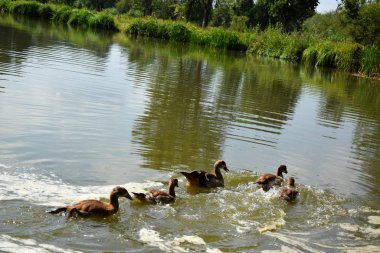 Bir Duck ve Onu Ducklings Avrupa'da Bir Gölet üzerinde Besleme