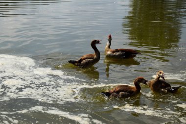 Bir Duck ve Onu Ducklings Avrupa'da Bir Gölet üzerinde Besleme