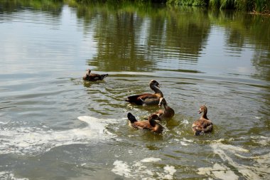 Bir Duck ve Onu Ducklings Avrupa'da Bir Gölet üzerinde Besleme