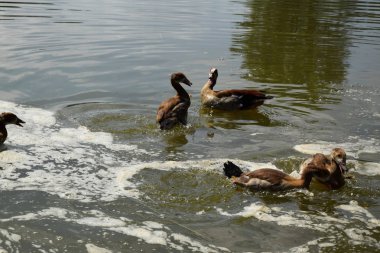 Bir Duck ve Onu Ducklings Avrupa'da Bir Gölet üzerinde Besleme