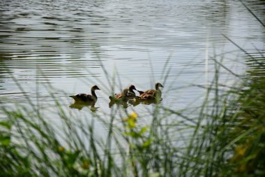 Bir Duck ve Onu Ducklings Avrupa'da Bir Gölet üzerinde Besleme