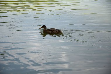 Avrupa'da bir gölette yüzme ördekleri besleme