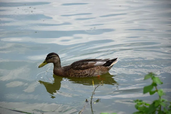 Alimentar Patos Nadadores Estanque Europa — Foto de Stock