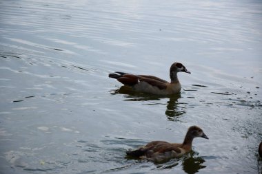 Avrupa'da bir gölette yüzme ördekleri besleme