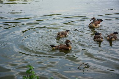 Bir Duck ve Onu Ducklings Avrupa'da Bir Gölet üzerinde Besleme