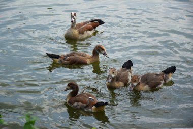Bir Duck ve Onu Ducklings Avrupa'da Bir Gölet üzerinde Besleme
