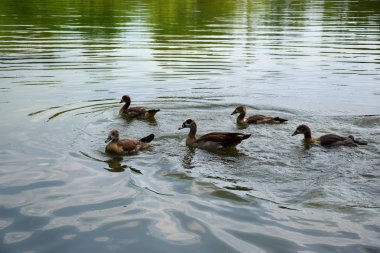Bir Duck ve Onu Ducklings Avrupa'da Bir Gölet üzerinde Besleme