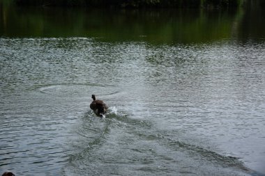 Avrupa'da bir gölette yüzme ördekleri besleme