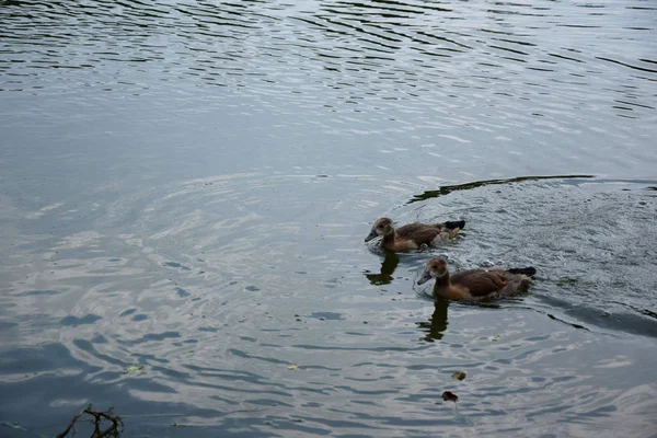 Alimentar Patos Nadadores Estanque Europa —  Fotos de Stock