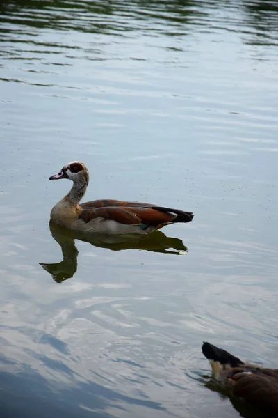 Fütterung Schwimmender Enten Auf Einem Teich Europa — Stockfoto