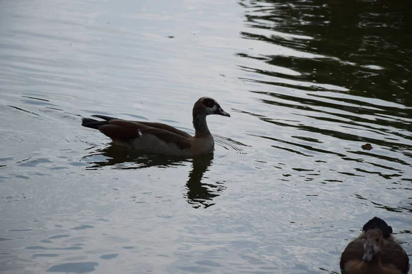 在欧洲的池塘上喂鸭子和她的小鸭 — 图库照片