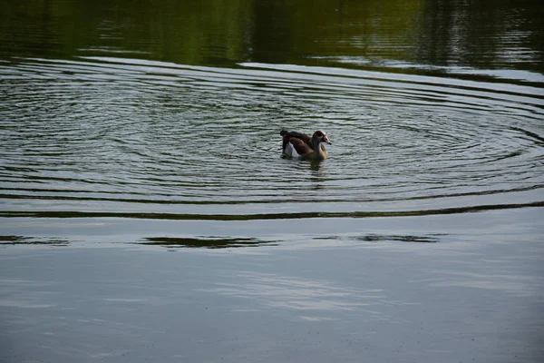 Fütterung Einer Ente Und Ihrer Küken Auf Einem Teich Europa — Stockfoto
