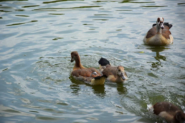 Alimentar Pato Sus Patitos Estanque Europa —  Fotos de Stock