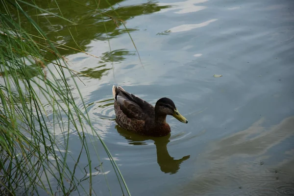 Alimentar Patos Nadadores Estanque Europa —  Fotos de Stock