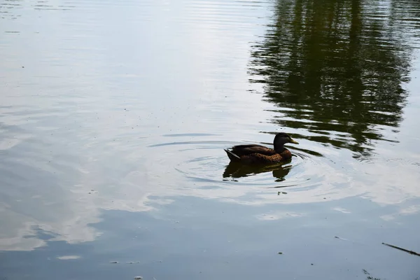 Alimentar Pato Sus Patitos Estanque Europa —  Fotos de Stock