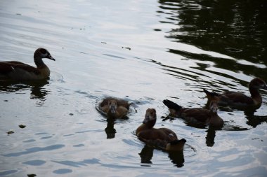 Bir Duck ve Onu Ducklings Avrupa'da Bir Gölet üzerinde Besleme