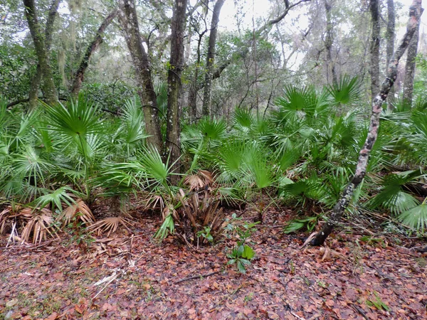 Bulow Plantation Romok Történelmi State Park Közelében Daytona Emlékmű Jegyzett — Stock Fotó