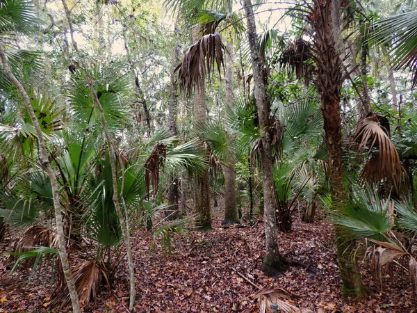 Bulow Plantation Ruins Historic State Park Cerca Daytona Monumento Inscrito —  Fotos de Stock