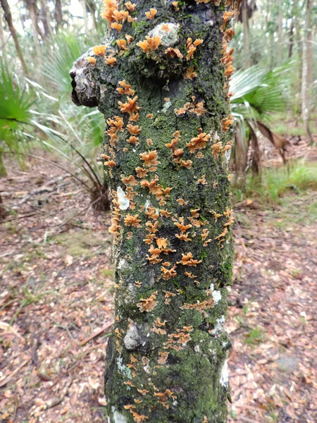 Bulow Plantation Ruins Historic State Park Daytona Monumento Inscrito Registro —  Fotos de Stock