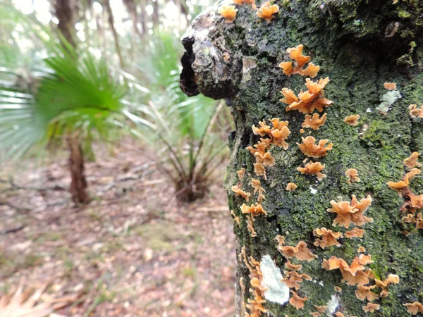 Bulow Plantation Ruins Historic State Park Daytona Monumento Inscrito Registro —  Fotos de Stock