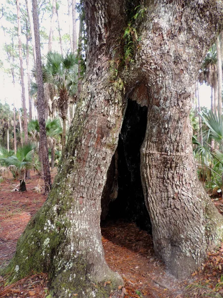 Bulow Plantation Romok Történelmi State Park Közelében Daytona Emlékmű Jegyzett — Stock Fotó