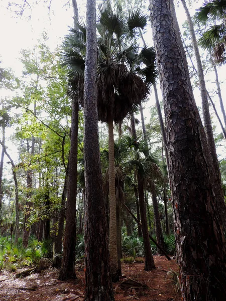 Bulow Plantation Ruiny Historic State Park Pobliżu Daytona Monument Wymienione — Zdjęcie stockowe