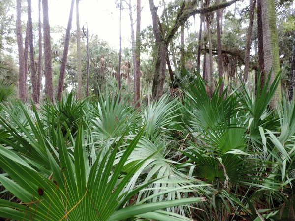 Bulow Plantation Romok Történelmi State Park Közelében Daytona Emlékmű Jegyzett — Stock Fotó