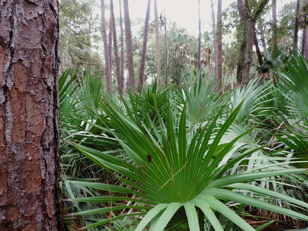 Bulow Plantation Ruiny Historic State Park Pobliżu Daytona Monument Wymienione — Zdjęcie stockowe