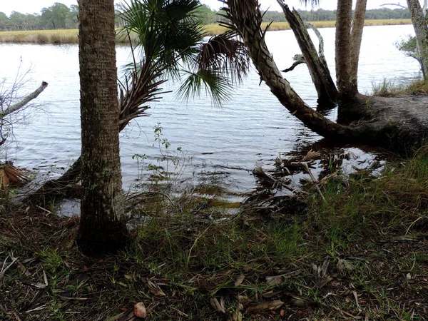 Bulow Plantation Romok Történelmi State Park Közelében Daytona Emlékmű Felsorolt — Stock Fotó