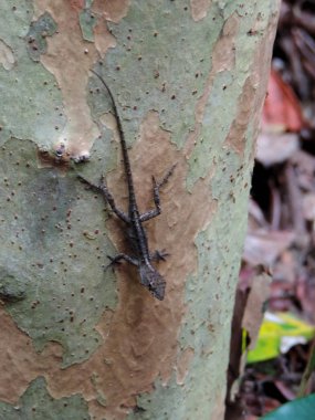 Florida Everglades Ulusal Parkı 'ndaki Köpekbalığı Vadisi Gözlem Kulesi' ne giden Tram Yolu boyunca vahşi yaşam