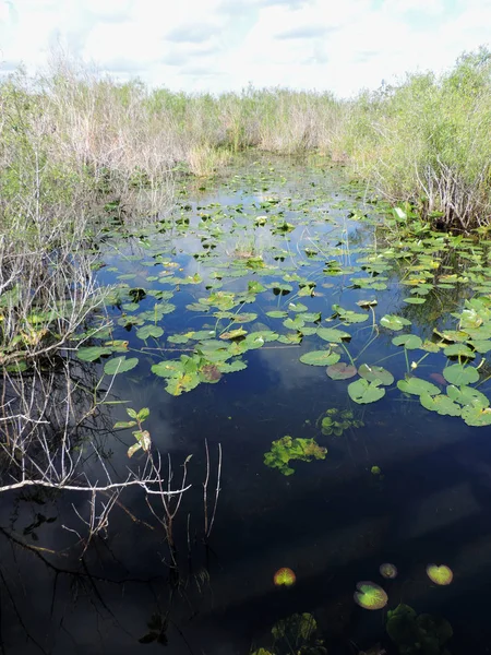 Naturaleza Parque Nacional Everglades Florida —  Fotos de Stock