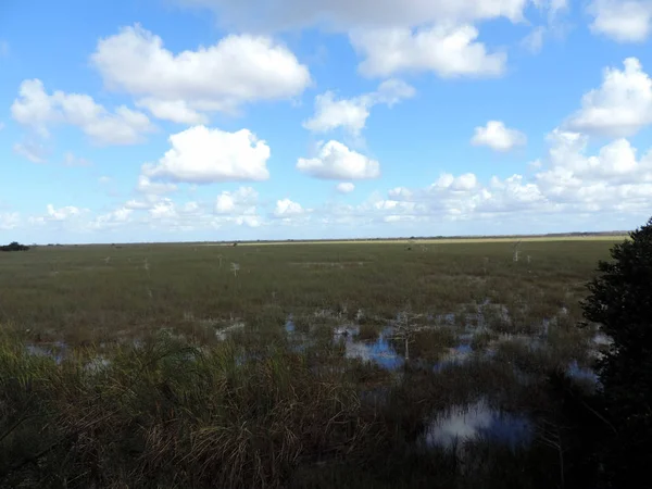 Natur Everglades Nationalpark Florida — Stockfoto