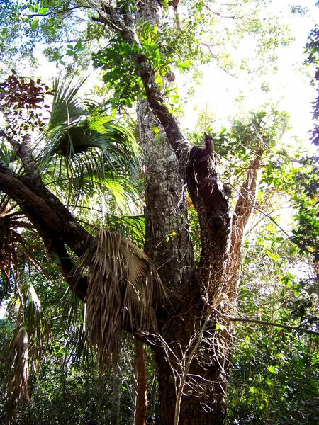 Everglades Ulusal Parkı Florida Doğa — Stok fotoğraf