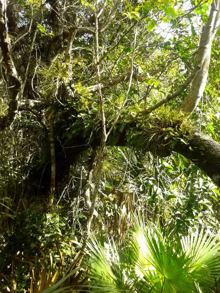 Příroda Národním Parku Everglades Florida — Stock fotografie