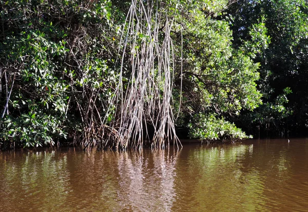 Φύση Στο Εθνικό Πάρκο Everglades Φλόριντα — Φωτογραφία Αρχείου