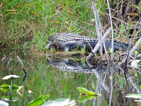 Alligator along Tram Road Trail to Shark Valley Observation Tower in Everglades National Park in Florida