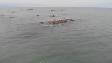 Sakhalin mührü sıcak taşlar ayarı 5