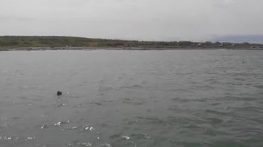 meraklı Sakhalin mühürler sudan bir quadrocopter incelemek ve sıcak taşlar 2 üzerinde dinlenmek