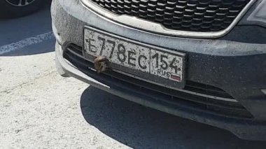 becerikli serçe bir tampon arabadan midges yeme